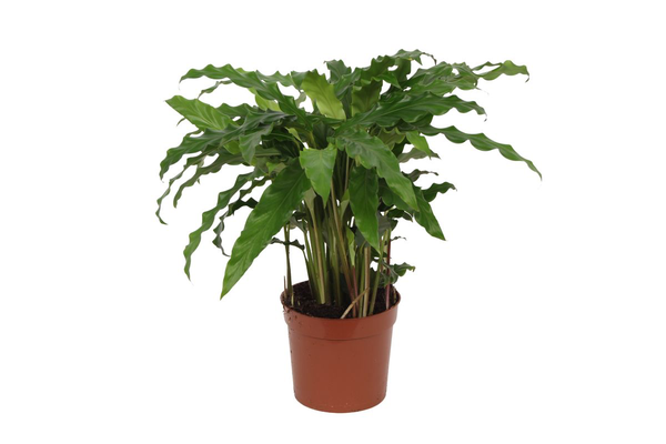 Calathea Bluegrass – 40 cm – Ø12cm