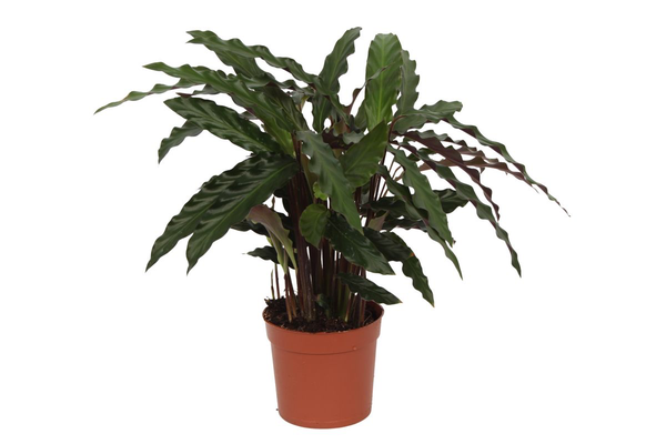 Calathea Elgergrass – 40 cm – Ø12cm