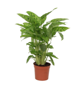 Calathea Leopardina – 40 cm – Ø12cm