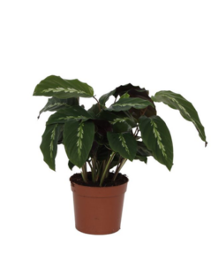 Calathea Maui Queen – 40 cm – Ø12cm