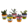 Vetplanten-Mischung 5,5 cm – 5x – in Mexicaanse pot