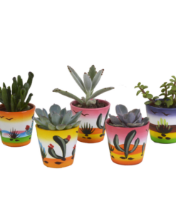 Vetplanten-Mischung 5,5 cm – 5x – in Mexicaanse pot