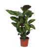 Calathea Misto – 40 cm – Ø12cm