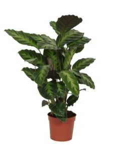 Calathea Misto – 40 cm – Ø12cm