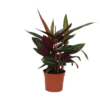 Calathea Stripestar – ↕40 cm – Ø12 cm