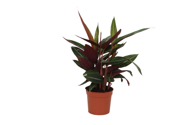 Calathea Stripestar – ↕40 cm – Ø12 cm