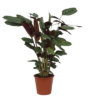 Calathea Compactstar – 80 cm – Ø19cm