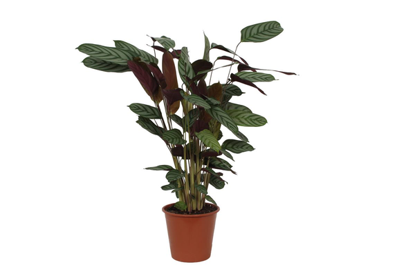 Calathea Compactstar – 80 cm – Ø19cm