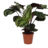 Calathea Medallion – 80 cm – Ø19cm