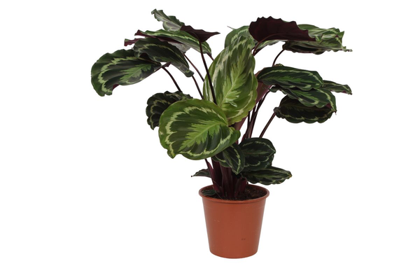 Calathea Medallion – 80 cm – Ø19cm