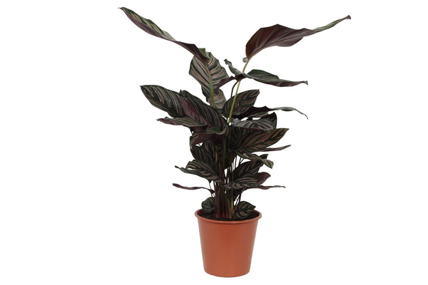 Calathea Sanderiana – ↕80 cm – Ø19 cm