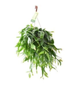 Rhipsalis Crispata – Ø21cm – ↕50cm