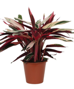 Calathea Triostar (Stromanthe) – ↕80 cm – Ø19cm