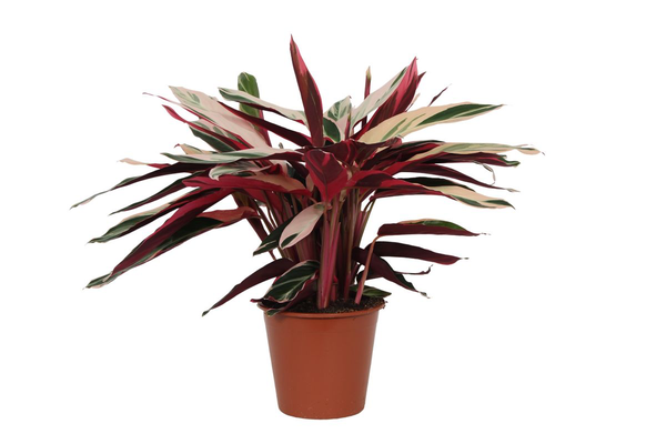 Calathea Triostar (Stromanthe) – ↕80 cm – Ø19cm