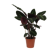 Calathea Warscewiczii – ↕80 cm – Ø19 cm