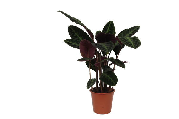 Calathea Warscewiczii – ↕80 cm – Ø19 cm