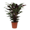 Calathea Wavestar – ↕80 cm – Ø 19cm