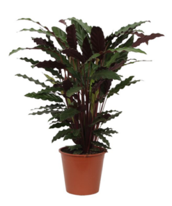 Calathea Wavestar – ↕80 cm – Ø 19cm