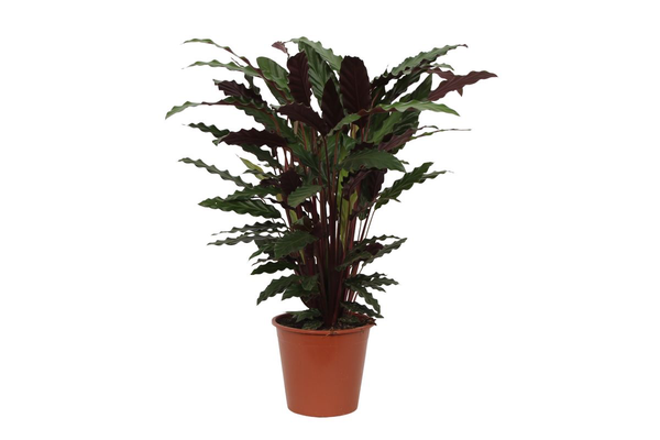 Calathea Wavestar – ↕80 cm – Ø 19cm