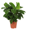 Calathea Zebrina – ↕80 cm – Ø19 cm