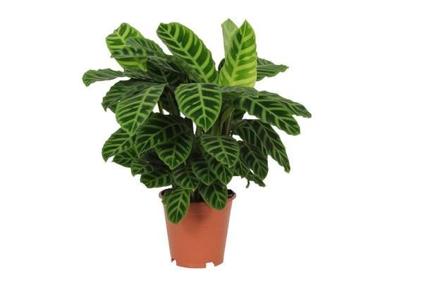 Calathea Zebrina – ↕80 cm – Ø19 cm