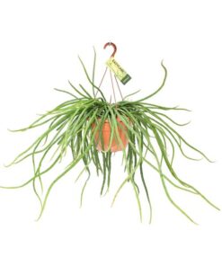 Rhipsalis Selenicereus Wercklei – Ø21cm – ↕50cm