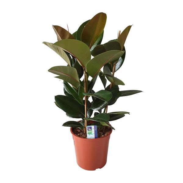 Ficus Elastica Robusta – Ø27cm – ↕80cm