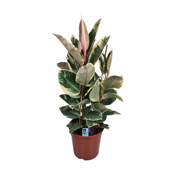 Ficus Elastica Tineke – Ø27cm – ↕85cm