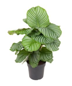 Calathea Orbifolia – Ø24 cm – ↕70 cm