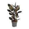 Ficus Elastica Abidjan – Ø27cm – ↕110cm