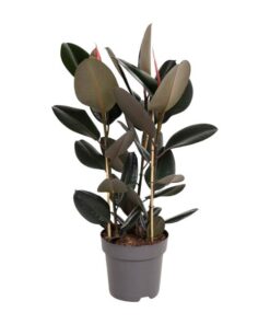 Ficus Elastica Abidjan – Ø27cm – ↕110cm