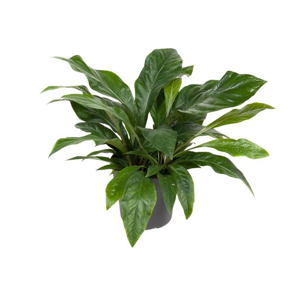 Anthurium Jungle Bush – Ø 30 cm – ↕70 cm