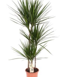 Dracaena Marginata – Ø21 ↕120