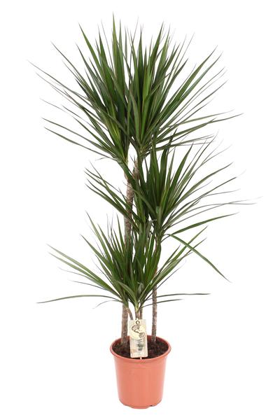 Dracaena Marginata – Ø21 ↕120