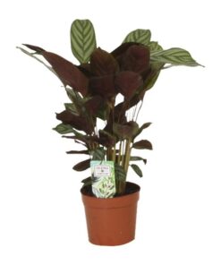 Calathea Compactstar – Ø12 ↕40