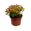 Crassula Ovata Sunset – Ø17cm – ↕30cm