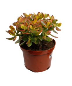 Crassula Ovata Sunset – Ø17cm – ↕30cm