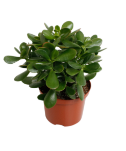 Crassula Argentea Ovata – Ø17cm – ↕35cm