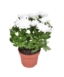 Chrysant Brave – Ø12cm – ↕26cm