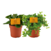 Peperomia Duo 1.0 – 2 Stücke – Ø10,5cm – ↕15cm