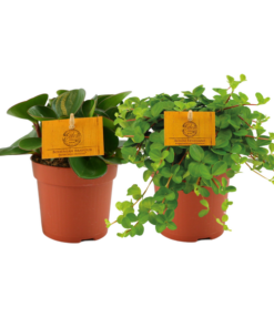 Peperomia Duo 1.0 – 2 Stücke – Ø10,5cm – ↕15cm