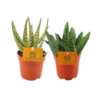 Aloe Hybride – Aloe Paradisicum  – 2 Stücke – Ø 10,5 cm – ↕15 cm