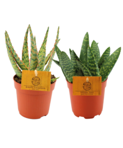 Aloe Hybride – Aloe Paradisicum  – 2 Stücke – Ø 10,5 cm – ↕15 cm