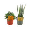 Senecio Duo – 2 Stücke – Ø10,5cm – ↕15cm