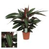 Calathea Stripestar Living – Ø17 cm ↕65 cm