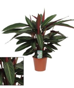 Calathea Stripestar Living – Ø17 cm ↕65 cm