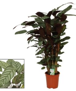 Calathea Compactstar – Ø21 ↕105