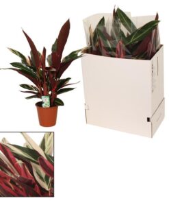 Calathea Triostar – Ø19 cm ↕80 cm