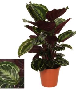 Calathea Medaillon – Ø19 ↕75