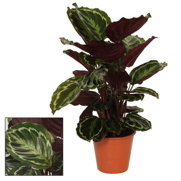 Calathea Medaillon – Ø19 ↕75